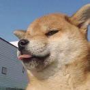 Venus爱学习的个人资料头像