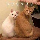 霸坝的个人资料头像