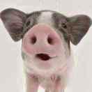 SkinApe的个人资料头像