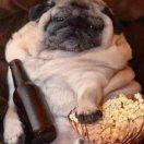 小强不是蟑螂的个人资料头像