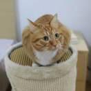 偉強Simon的个人资料头像