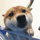 xiaolaji的个人资料头像