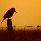 AustinJiang的个人资料头像