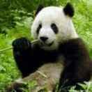 路遥知马力就是我的个人资料头像