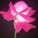 MRLean的个人资料头像