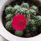 福兔迎祥的个人资料头像