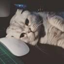 十一本尊82564的个人资料头像