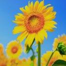 su颜的个人资料头像