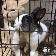 xiaopangshushu的个人资料头像