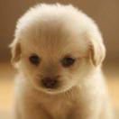 ZYSu的个人资料头像