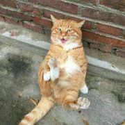 lxp盼牛仔的个人资料头像