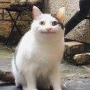 糖加三勺不想说话的个人资料头像