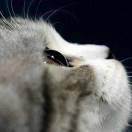 白月与吾两闲闲的个人资料头像