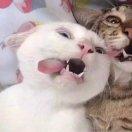 楚清的个人资料头像