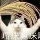 这些怪不是我引的的个人资料头像