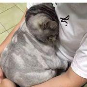 小西装有点帅的个人资料头像