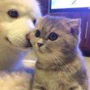 citteey的个人资料头像