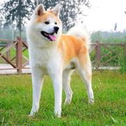 LiuGenggeng的个人资料头像