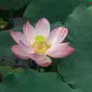 利亚德孙金良18519612721的个人资料头像