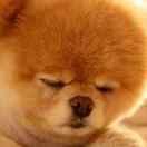 nosayyr的个人资料头像