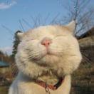 小小鸣的个人资料头像