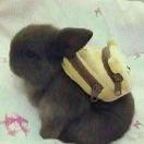 resettingButton的个人资料头像