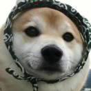 平凡的世界丶的个人资料头像