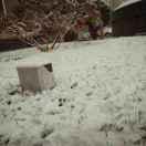 坐摇椅的大象的个人资料头像