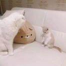 小妖怪的个人资料头像