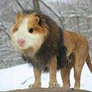 Ladybird的个人资料头像