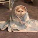 哇咔咔不想说话84703的个人资料头像