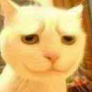 Tuot的个人资料头像