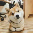 鲸落兰亭的个人资料头像