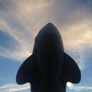 kiwi就是我84827的个人资料头像