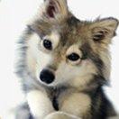 0why的个人资料头像