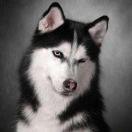 青衣君的个人资料头像