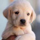 花花牛的个人资料头像