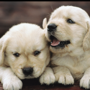 yuguo的个人资料头像