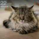 雨辰不想说话85478的个人资料头像