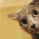 超级小豆丁的个人资料头像