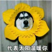 LYfirstday的个人资料头像