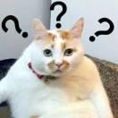 转角遇到砖的个人资料头像