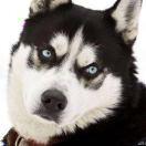 Jarvis不想说话86751的个人资料头像