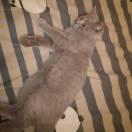 红城黑墙的个人资料头像