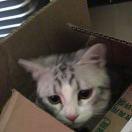 奥利奥铲屎官的个人资料头像