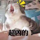 思尐的个人资料头像