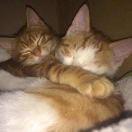 下雨了在掘金87224的个人资料头像