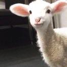 晓晓87374的个人资料头像