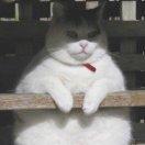 mcxx的个人资料头像