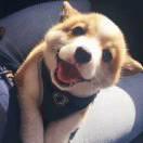 囧眼灰灰的个人资料头像